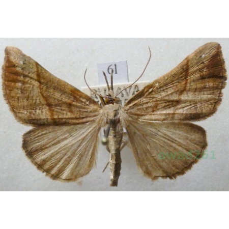 Odontopera bidentata (Clerck, 1759) male Ciośnik dwuzębiak Czech6l